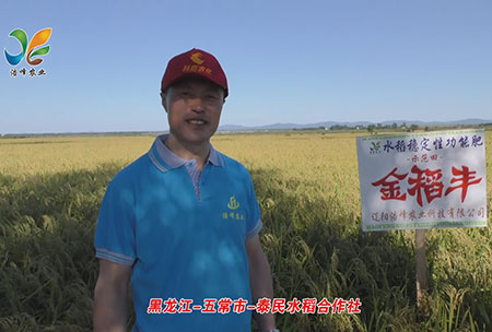 黑龍(long)江(jiang)-五常(chang)市-泰民(min)水(shui)稻(dao)郃(he)作社-用(yong)戶(hu)迴訪視(shi)頻(pin)